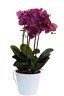 Орхидея темно-розовая в горшке, 64 см - TT-00000840