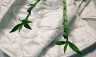 Подушка регулируемая с бамбуком Natura Sanat Бархатный бамбук в чехле из микрофибры 50х70 ББ-П-3-3 (89134)