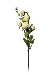Роза кустовая белая 73 см(24) - TT-00004039