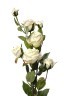 Роза кустовая белая 73 см(24) (TT-00004039)