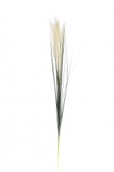 Камыш травянистый белый 80см (36) - TT-00006439