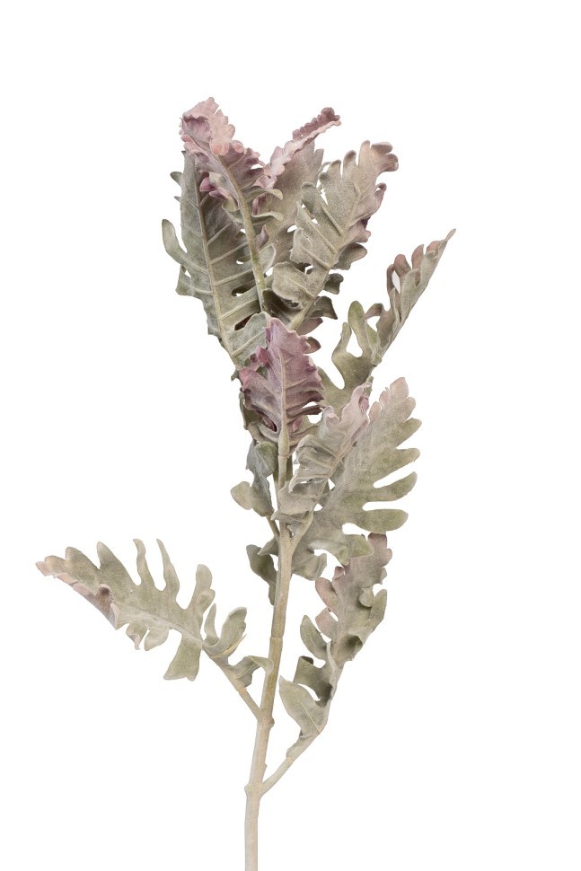 Цинерария 76см(24) (TT-00013888)