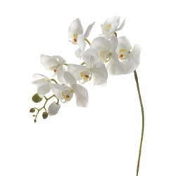 Орхидея белая 105 см (6) - 00000199