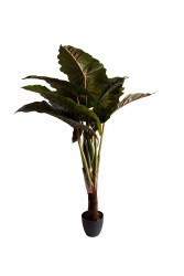 Колоказия искусственная в горшке h155см (TT-00015277) Колоказия искусственная в горшке h155см (TT-00015277)