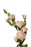 Роза кустовая нежно-розовая 73 см(24) - TT-00004038