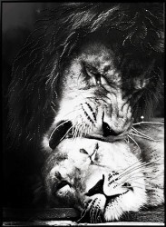 Лев и львица (2327)