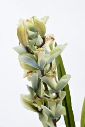 Орхидея CYMBIDIUM искусств. лаймовая в горшке h110 см (TT-00010053)