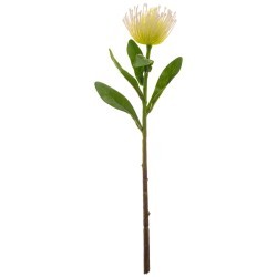 Цветок искусственный "леукоспермум" высота=40 см без упаковки Lefard (265-600)