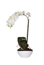 Орхидея белая в горшке h46см - TT-00001351