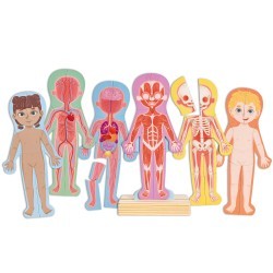 Магнитный пазл для детей "Строение тела человека", серия "Умняша", 6 картинок, 60 элементов (E1652_HP)