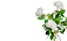 Роза белая 71 см (12) - 00002892