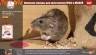 Приманка гранулы Help для уничтожения крыс и мышей 50 г 80291 (66232)