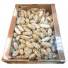 Печенье ГРАНЪ Заварики в белой глазури заварное 1500 г коробка ОВС031 622518 (1) (96132)