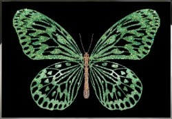 Зеленая бабочка (2376)