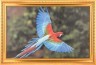 Картина синий ара,61х42см (562-190-26) 