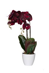 Орхидея бордовая в горшке h58 см - TT-00001352