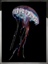 Синяя медуза (2374)