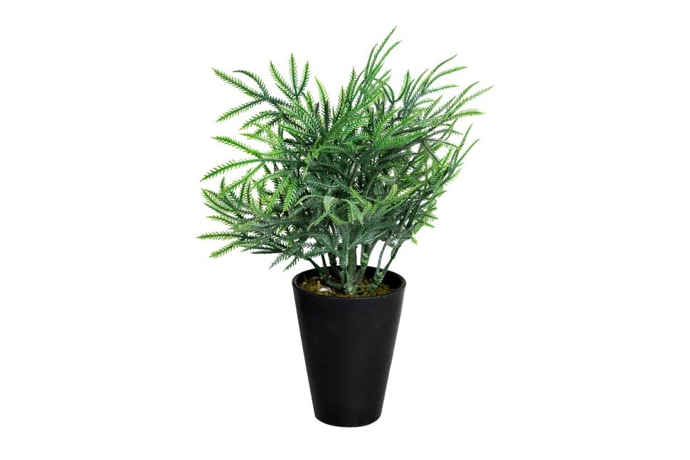 Туя в горшочке 25 см (24) (TT-00001388)