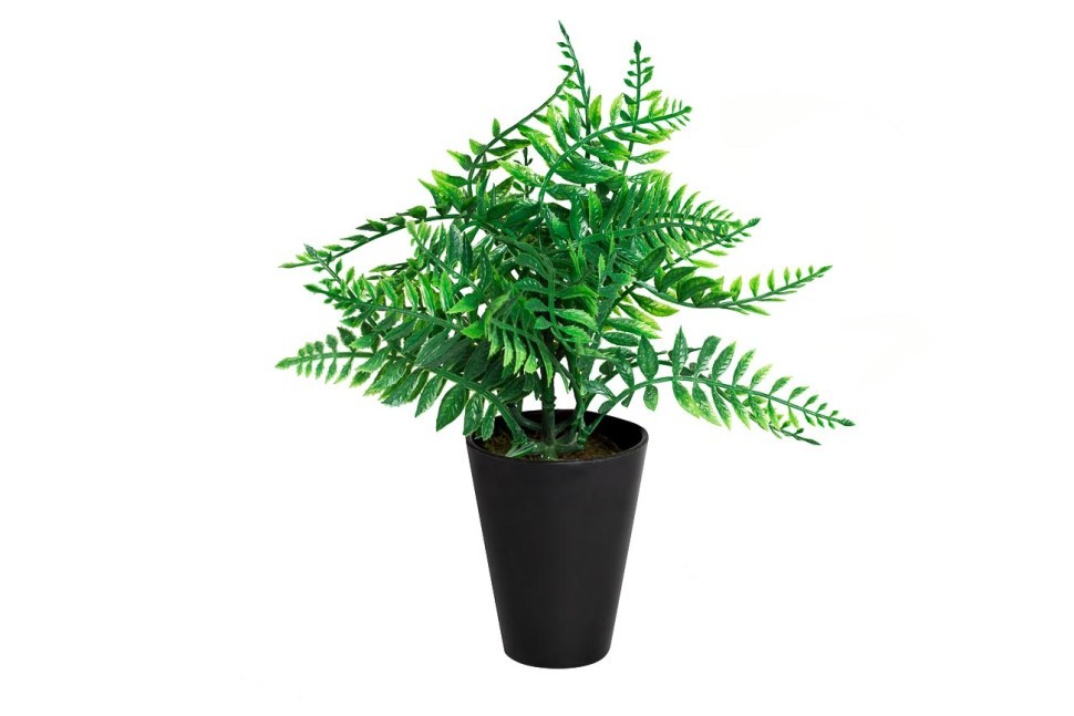 Папоротник в горшочке 25 см (24) (TT-00001390)