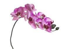 Орхидея розовая 85 см (12) (00001601)