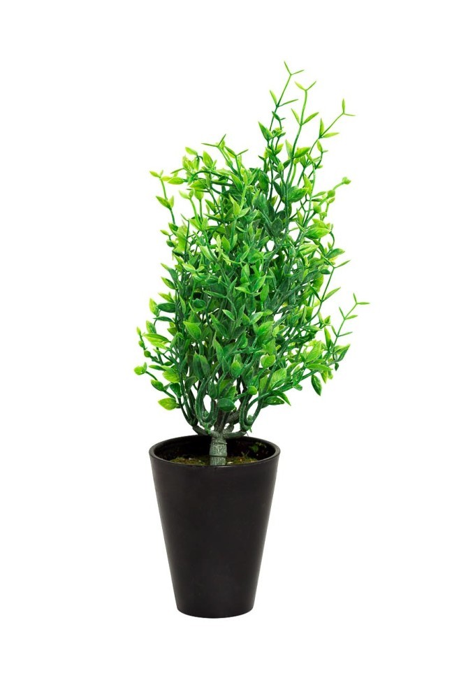 Иглица в горшочке 25 см (24) (TT-00001391)