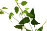 Веточка с листьями 80 см (24) - TT-00000678