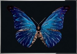 Синяя бабочка (2377)