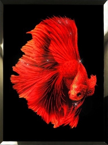 Красная рыба (2349)